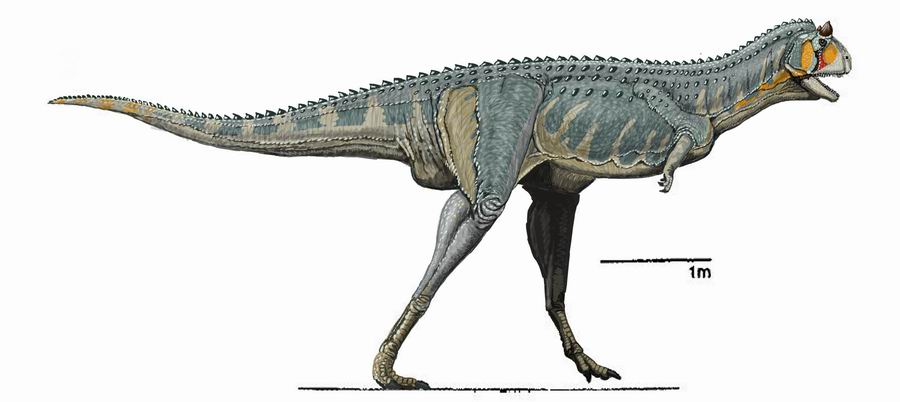 Reconstituição de Carnotaurus sastrei em vista lateral mostrando os braços vestigiais e a barra de escala de 1 metro