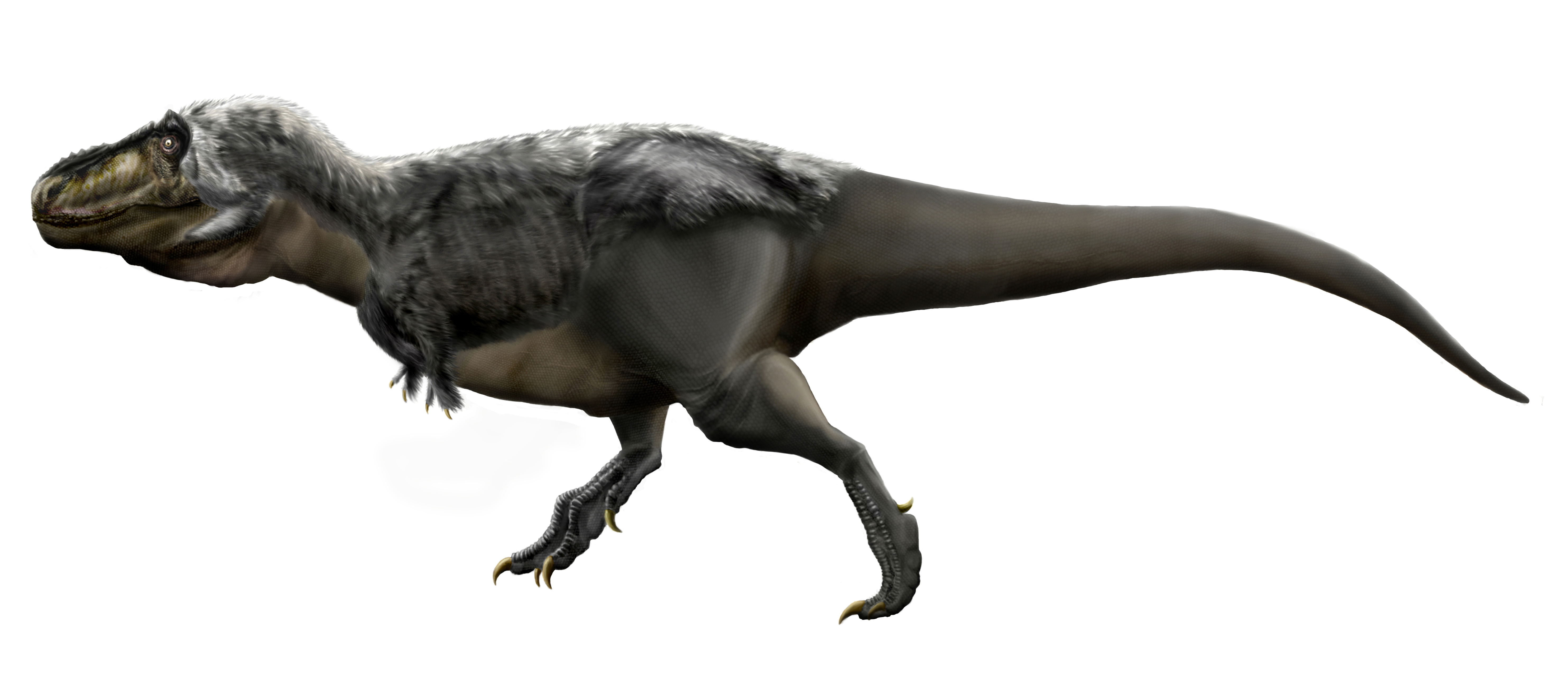 Reconstituição de Tyrannosaurus rex em vista lateral mostrando o crânio robusto e os braços minúsculos