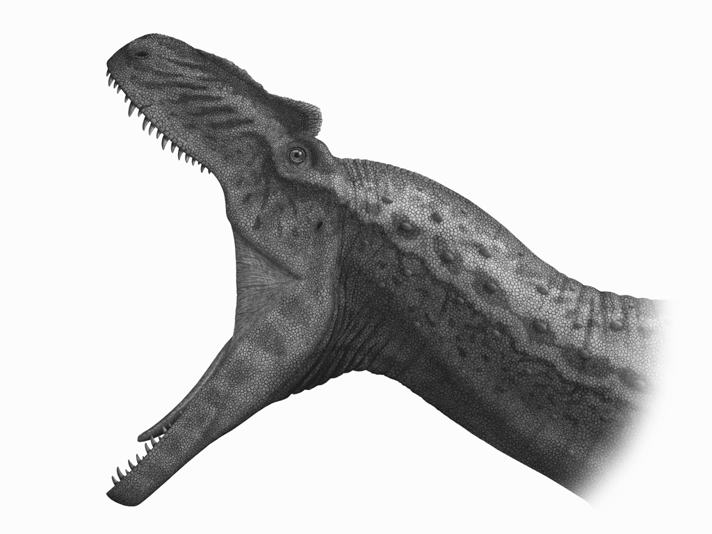 Mandíbulas de Allosaurus em abertura máxima