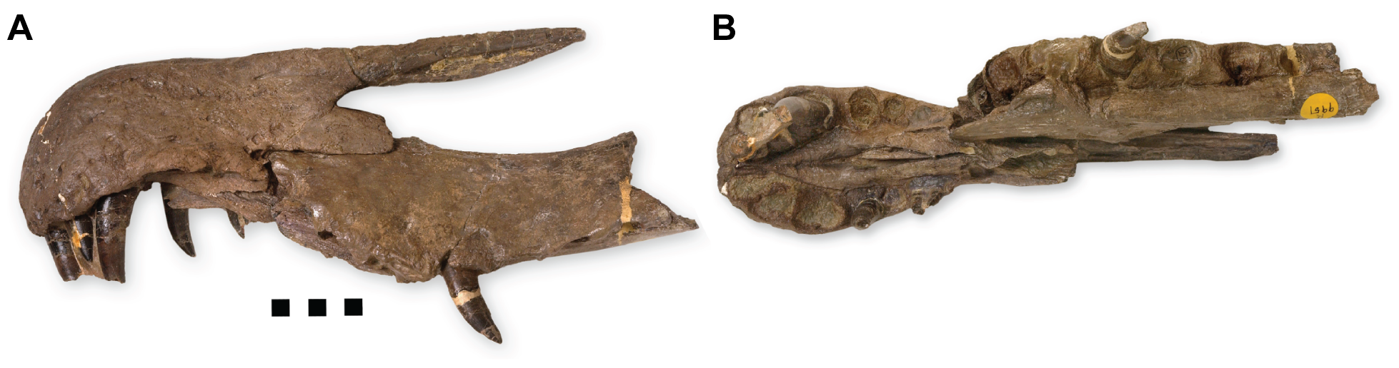 Rostrum de Baryonyx walkeri em vista lateral