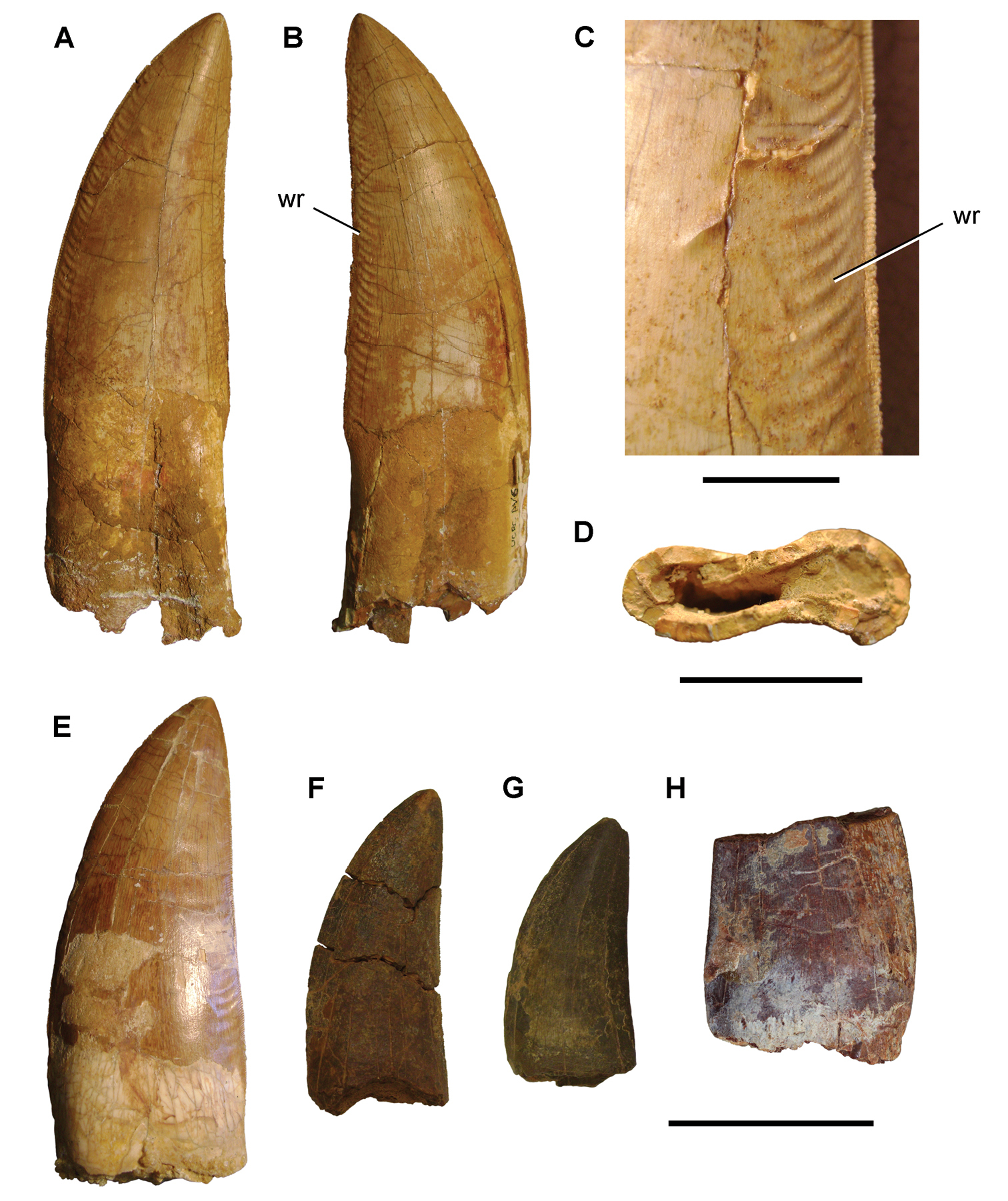 Conjunto de dentes de Carcharodontosaurus mostrando serrilhas