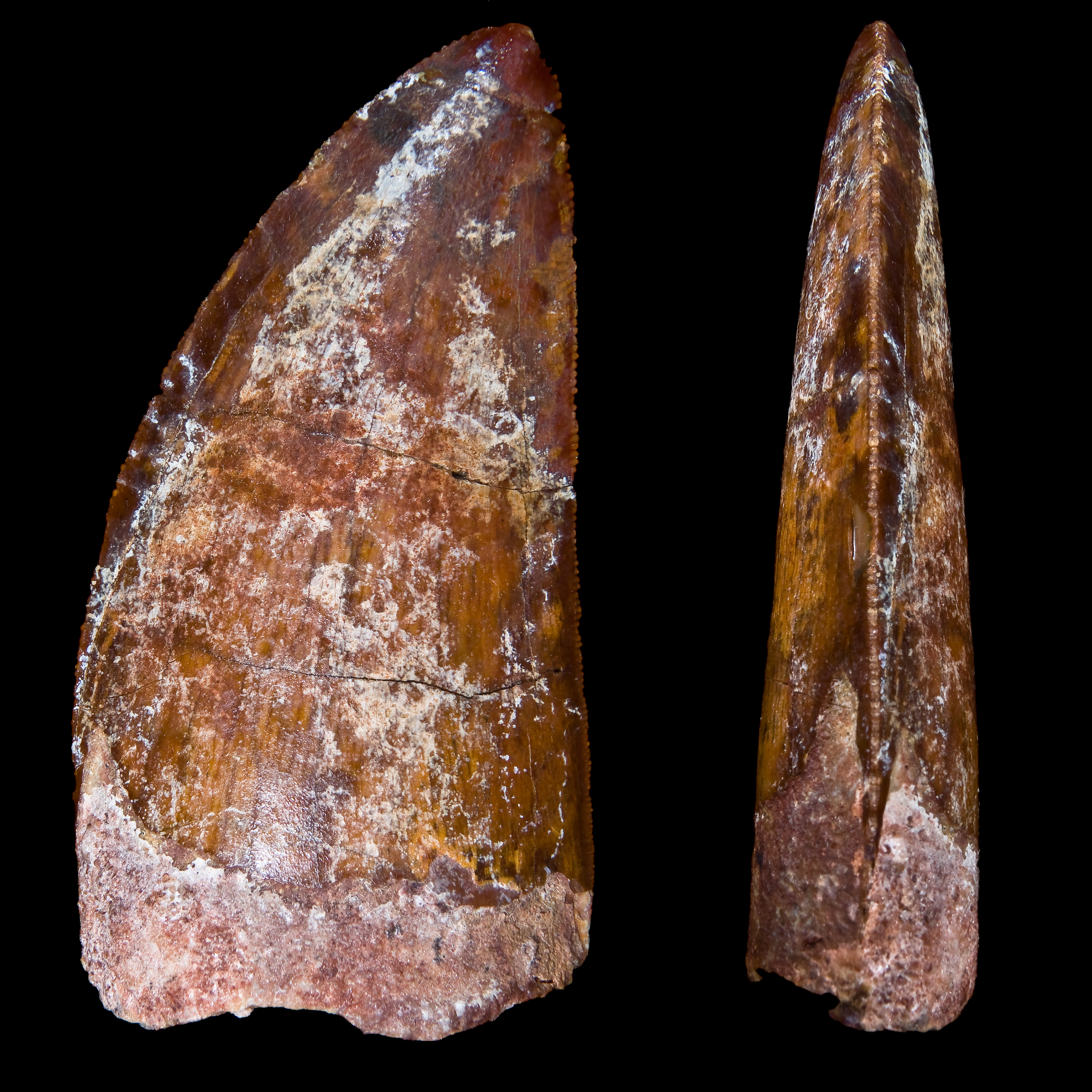 Dente de Carcharodontosaurus saharicus em vista frontal e perfil