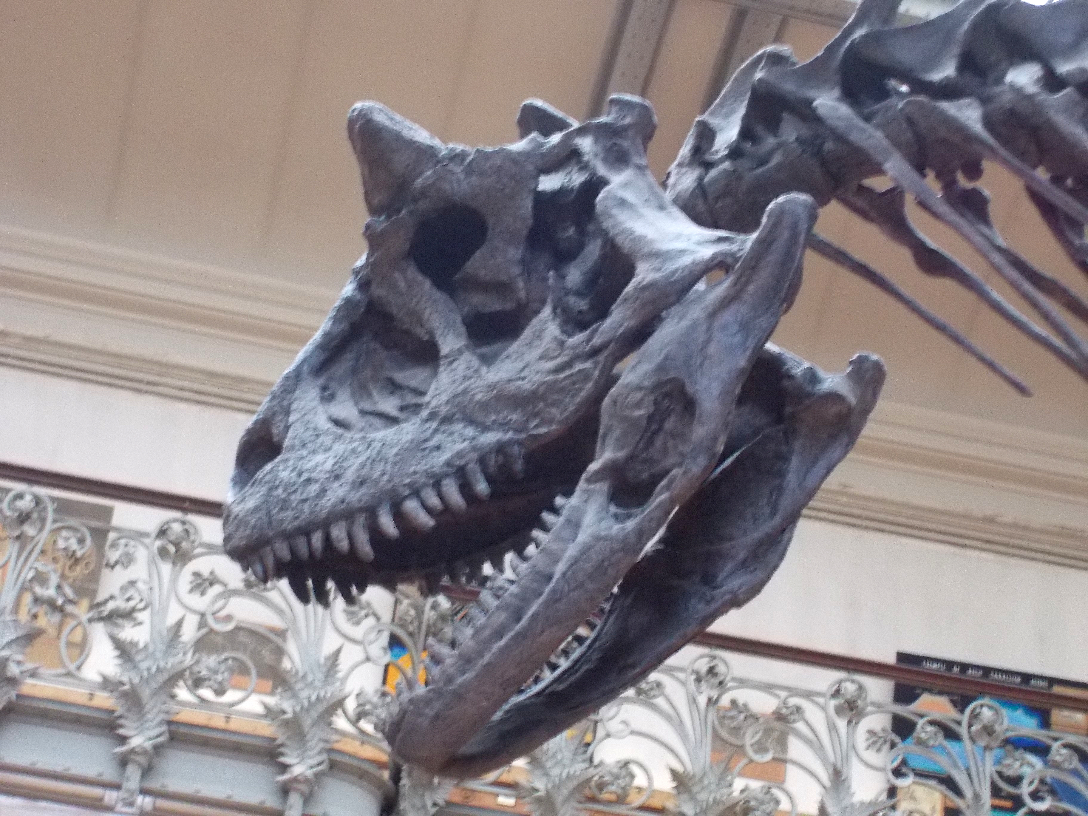 Crânio de Carnotaurus sastrei em vista lateral