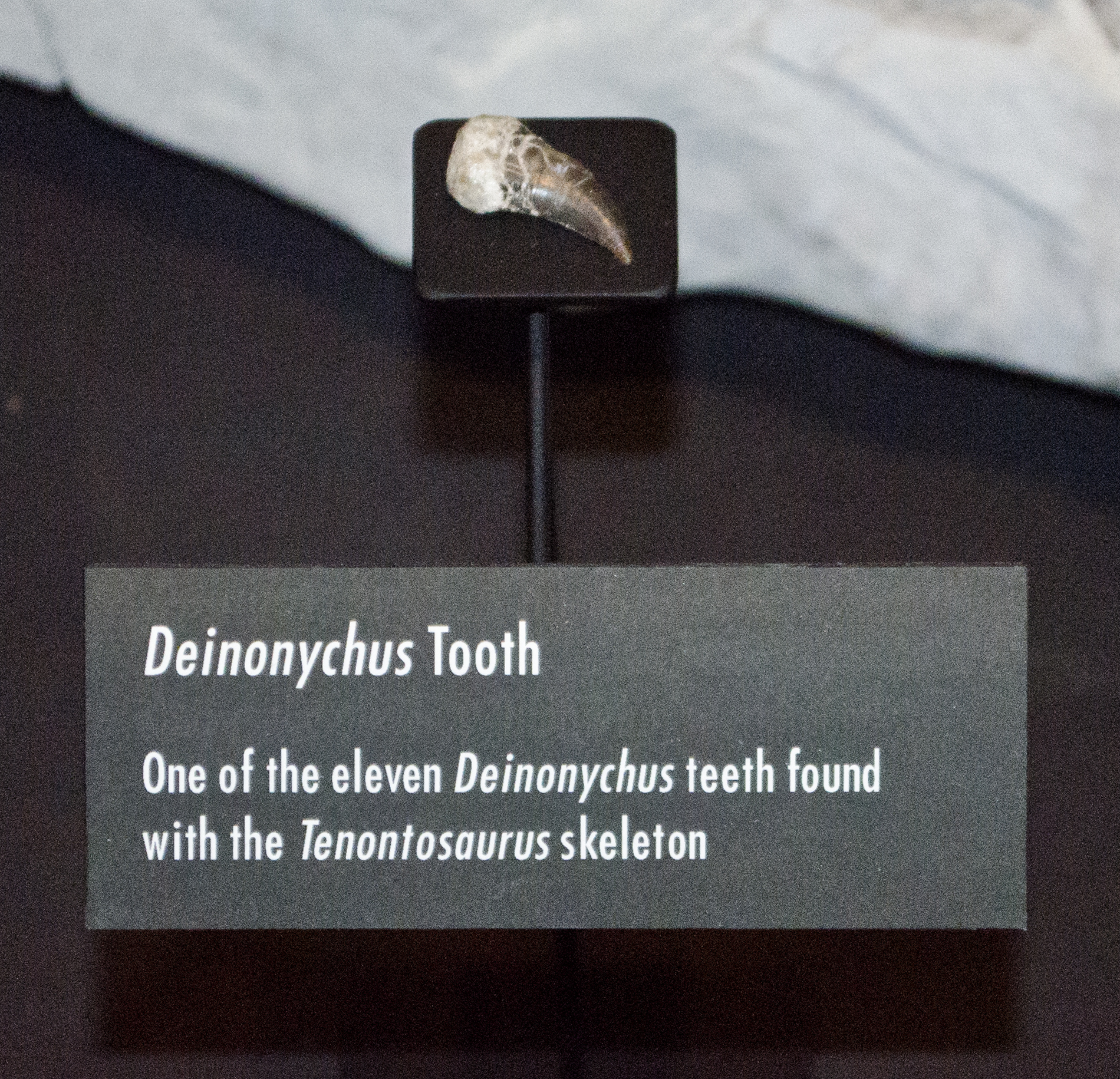Dente fóssil de Deinonychus, Carbon County, Montana