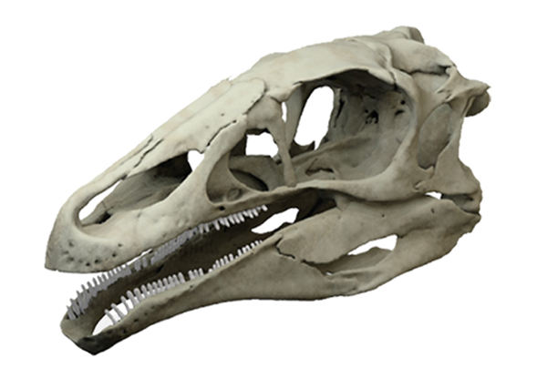 Crânio reconstruído de Erlikosaurus andrewsi