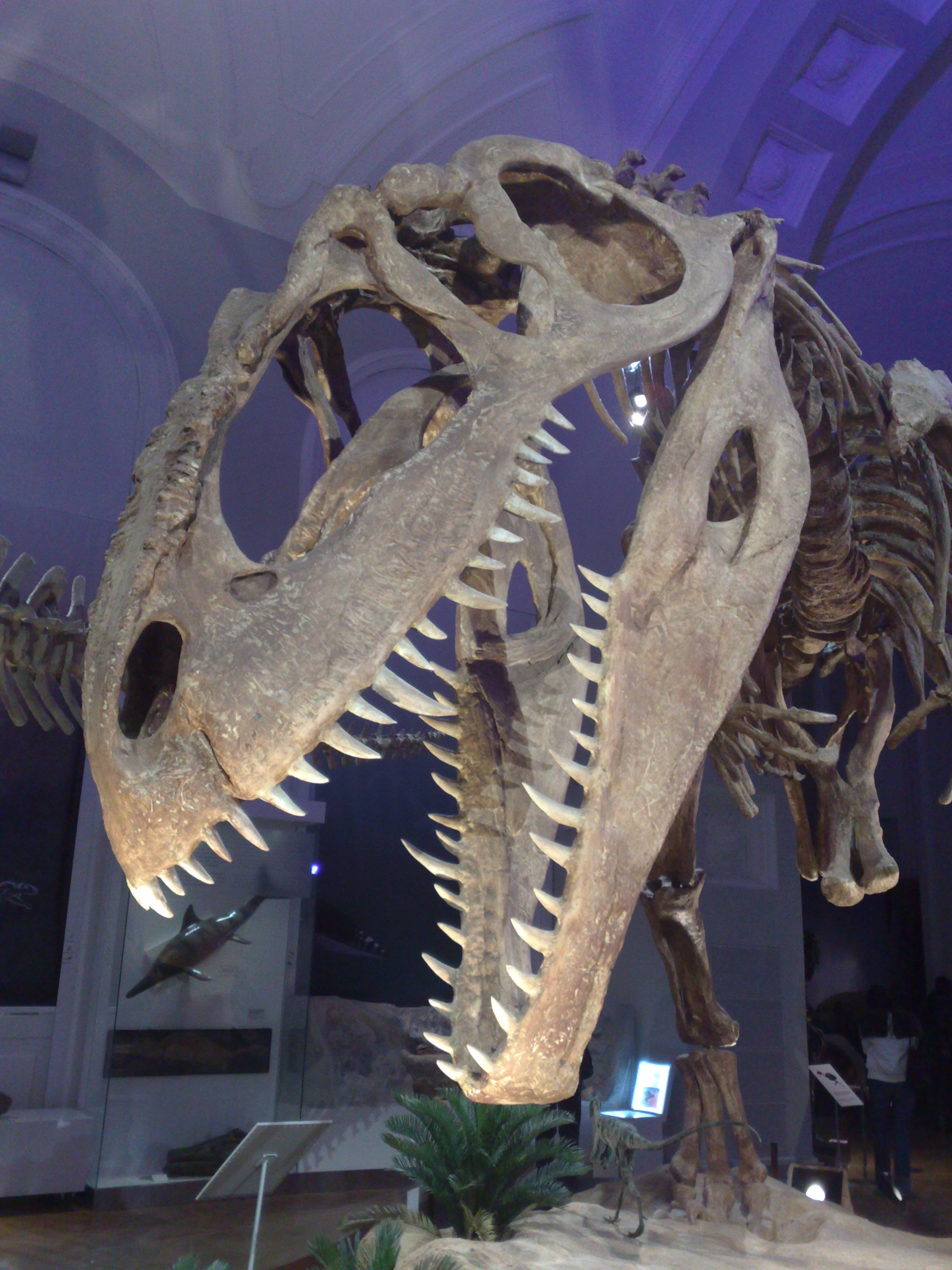 Crânio montado de Giganotosaurus em museu