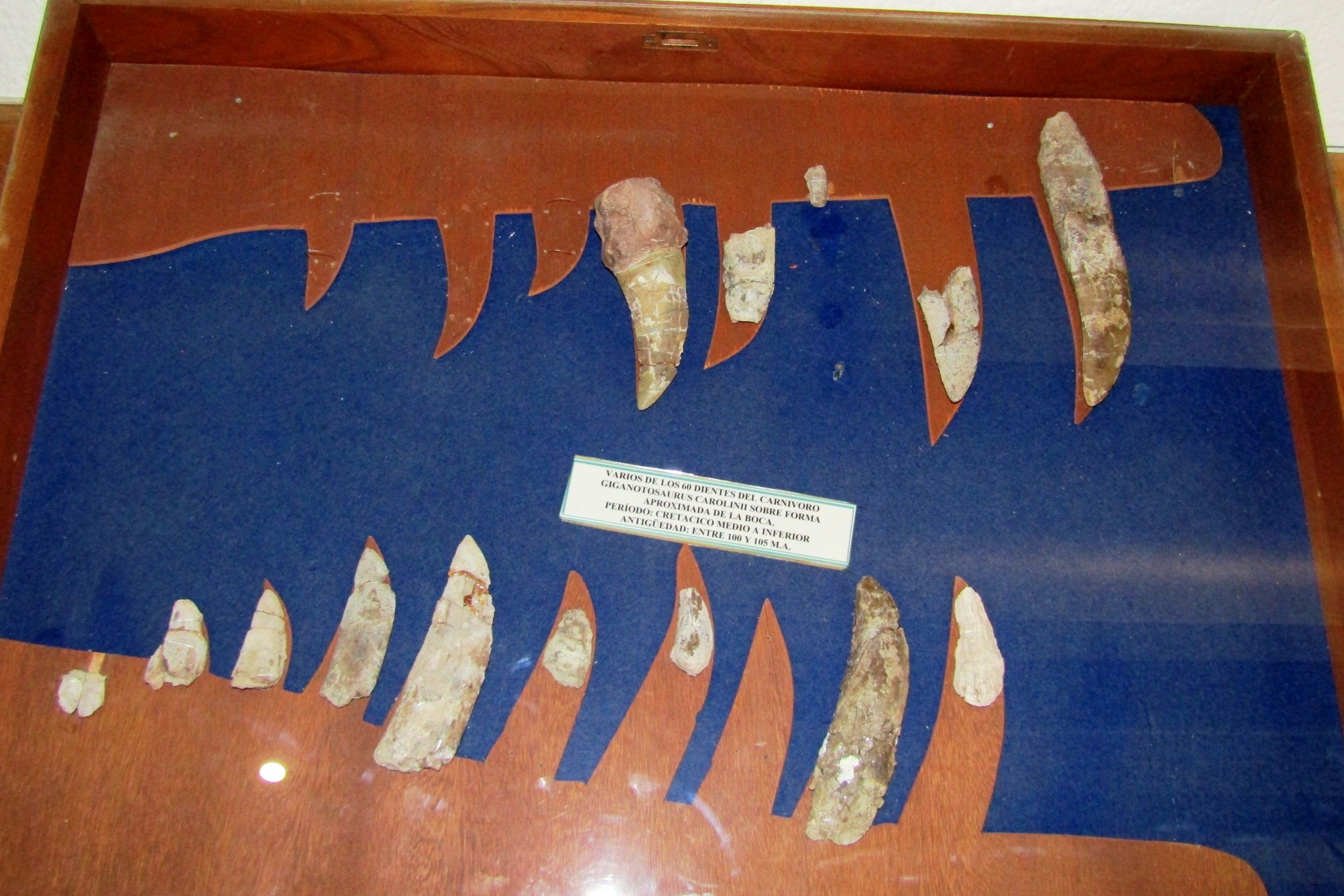Dentes fósseis de Giganotosaurus em exposição no museu de El Chocón, Argentina