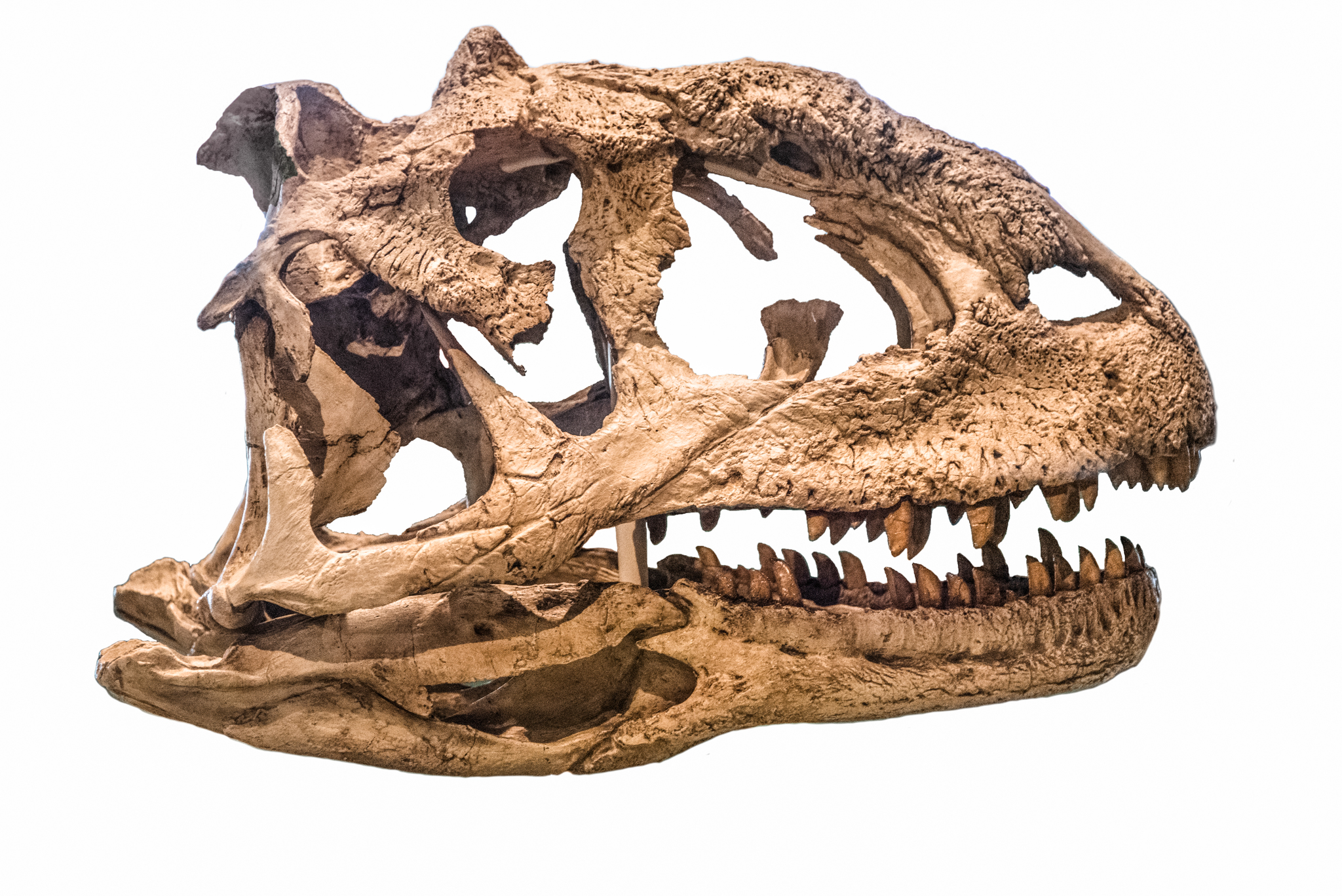 Cast do crânio de Majungasaurus crenatissimus, Field Museum