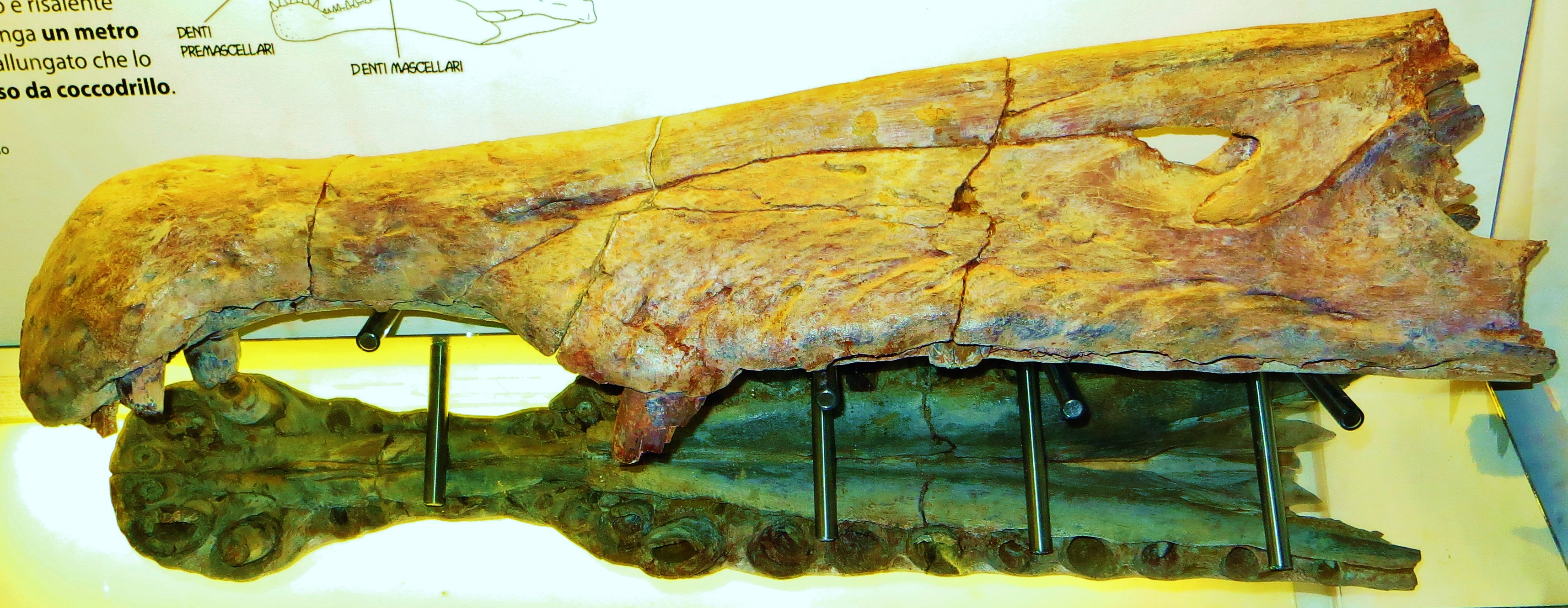 Maxila e premaxila de Spinosaurus mostrando dentes cônicos em sequência
