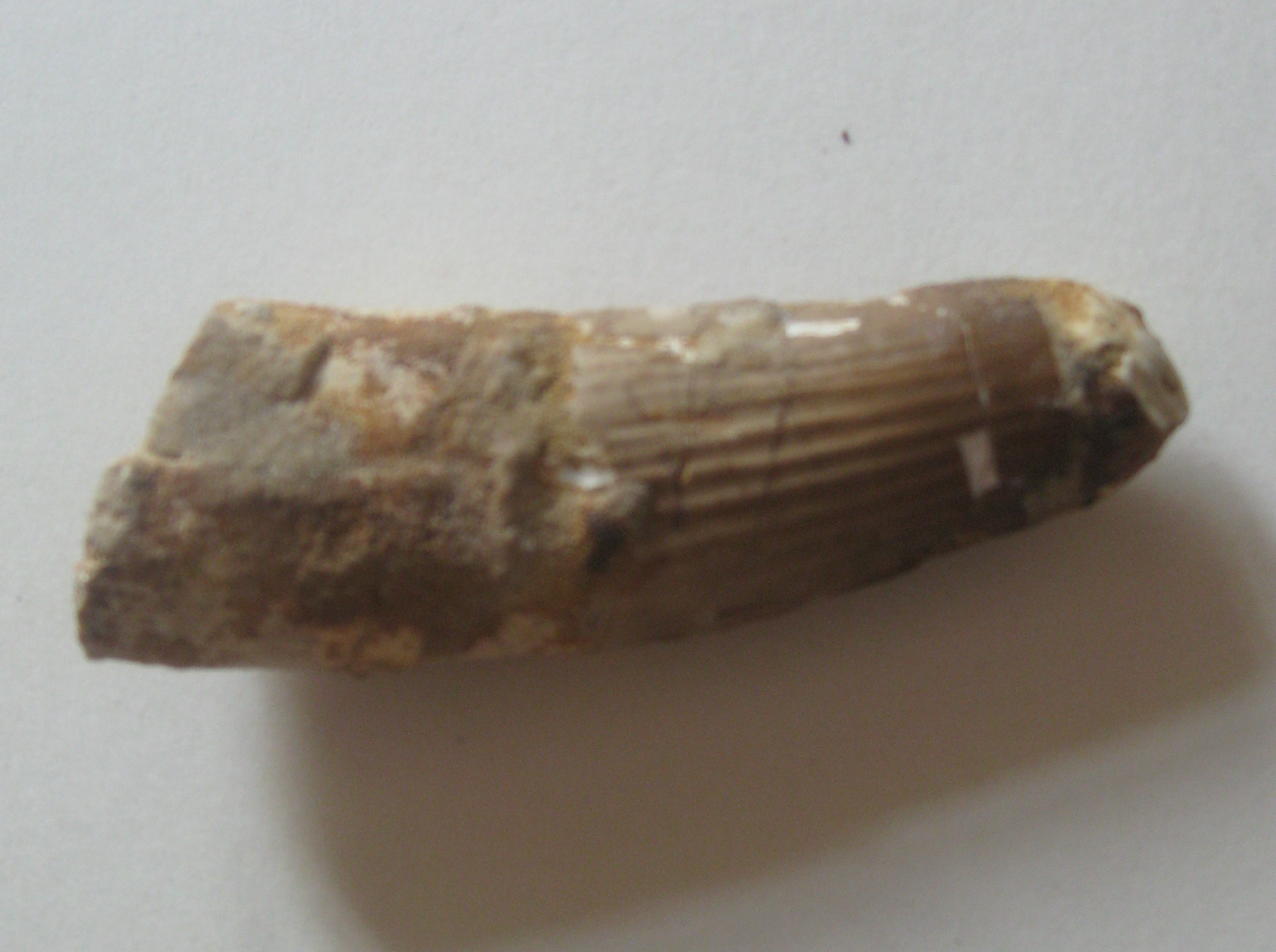 Dente isolado de Spinosaurus aegyptiacus, formato cônico