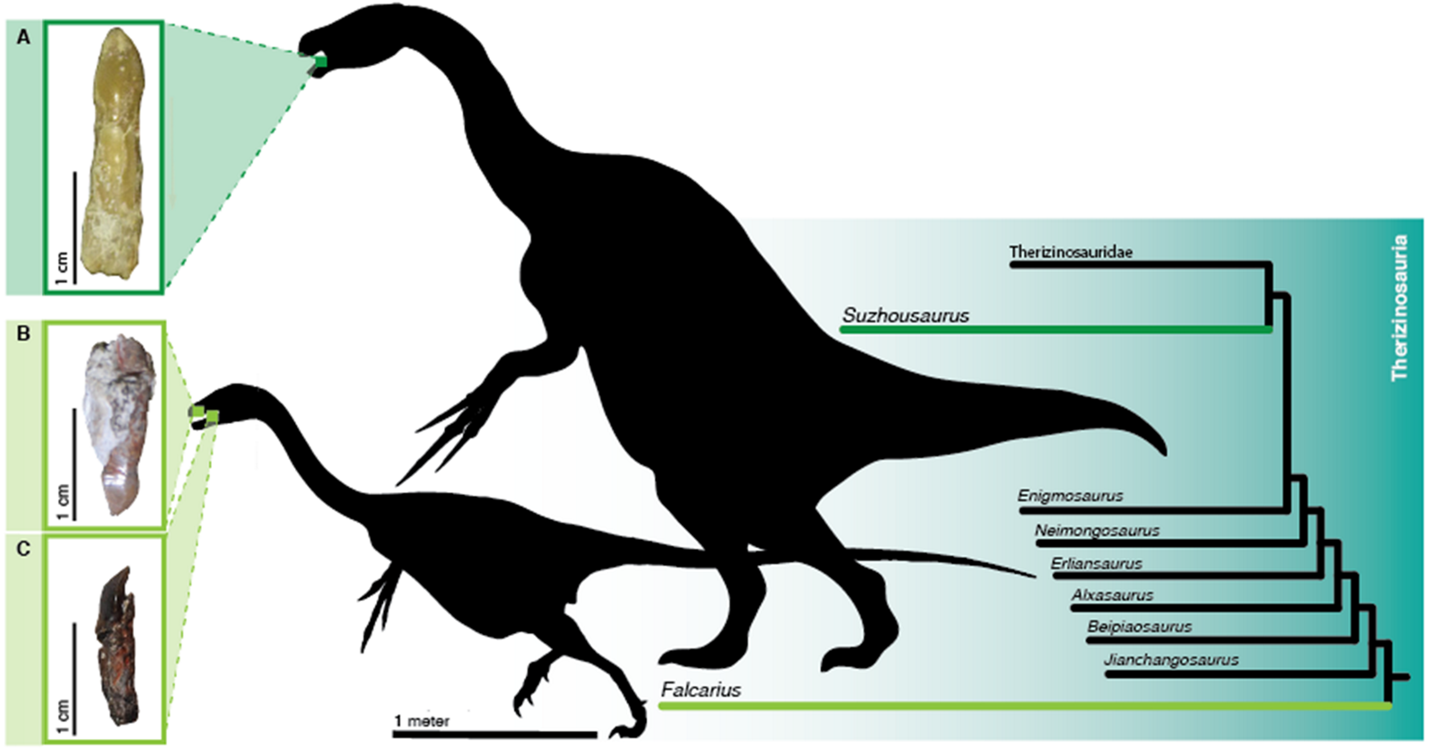 Comparação de dentes de Falcarius e Suzhousaurus, terizinossaurídeos basais