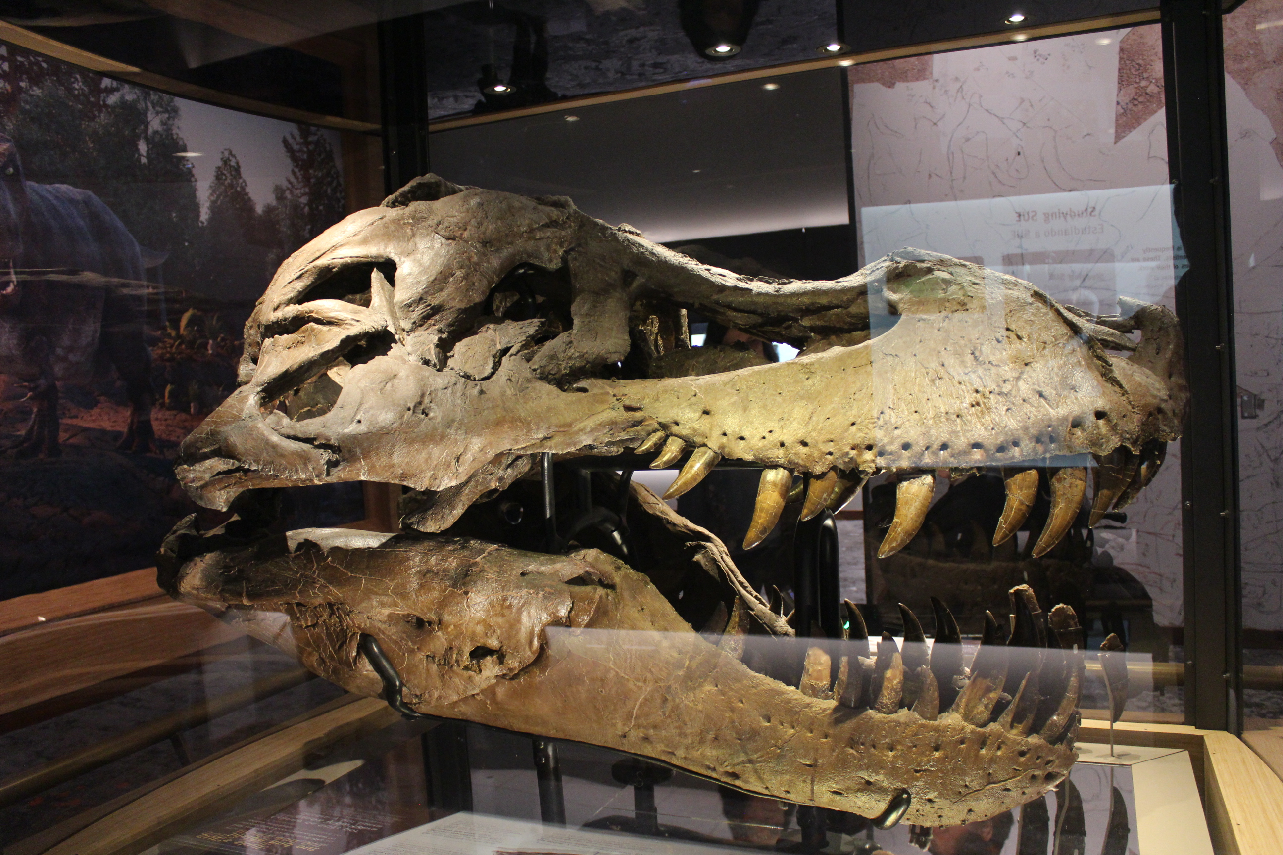 Crânio de Tyrannosaurus rex (espécime Sue) no Field Museum, Chicago