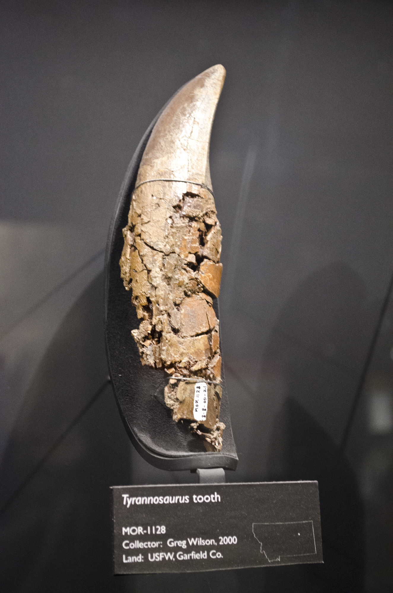 Dente fóssil de Tyrannosaurus rex