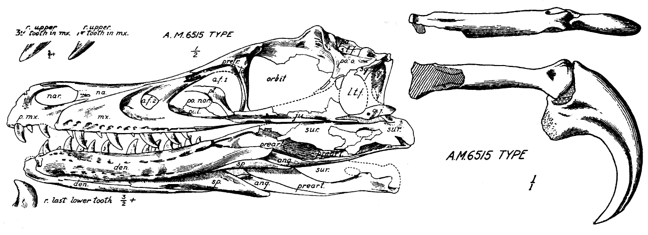 Crânio e mandíbula tipo de Velociraptor mongoliensis