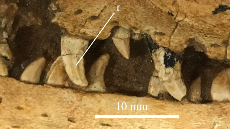 Dentes do holotipo de Velociraptor mongoliensis