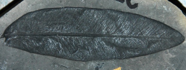 Fóssil de folha de Glossopteris preservada por compressão de carbono, Permiano, Antártica