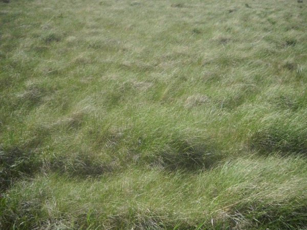 Campo de gramíneas na Valles Caldera, Novo México