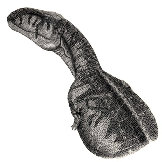 Detalhe da cabeça e pescoço de Abelisaurus comahuensis, ilustração de Jordan Mallon.