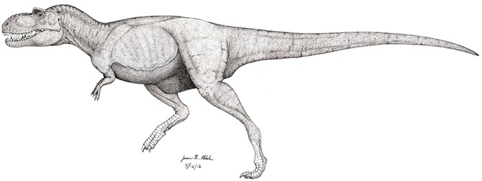 Esboço anatômico em preto e branco de Albertosaurus sarcophagus, mostrando proporções corporais.