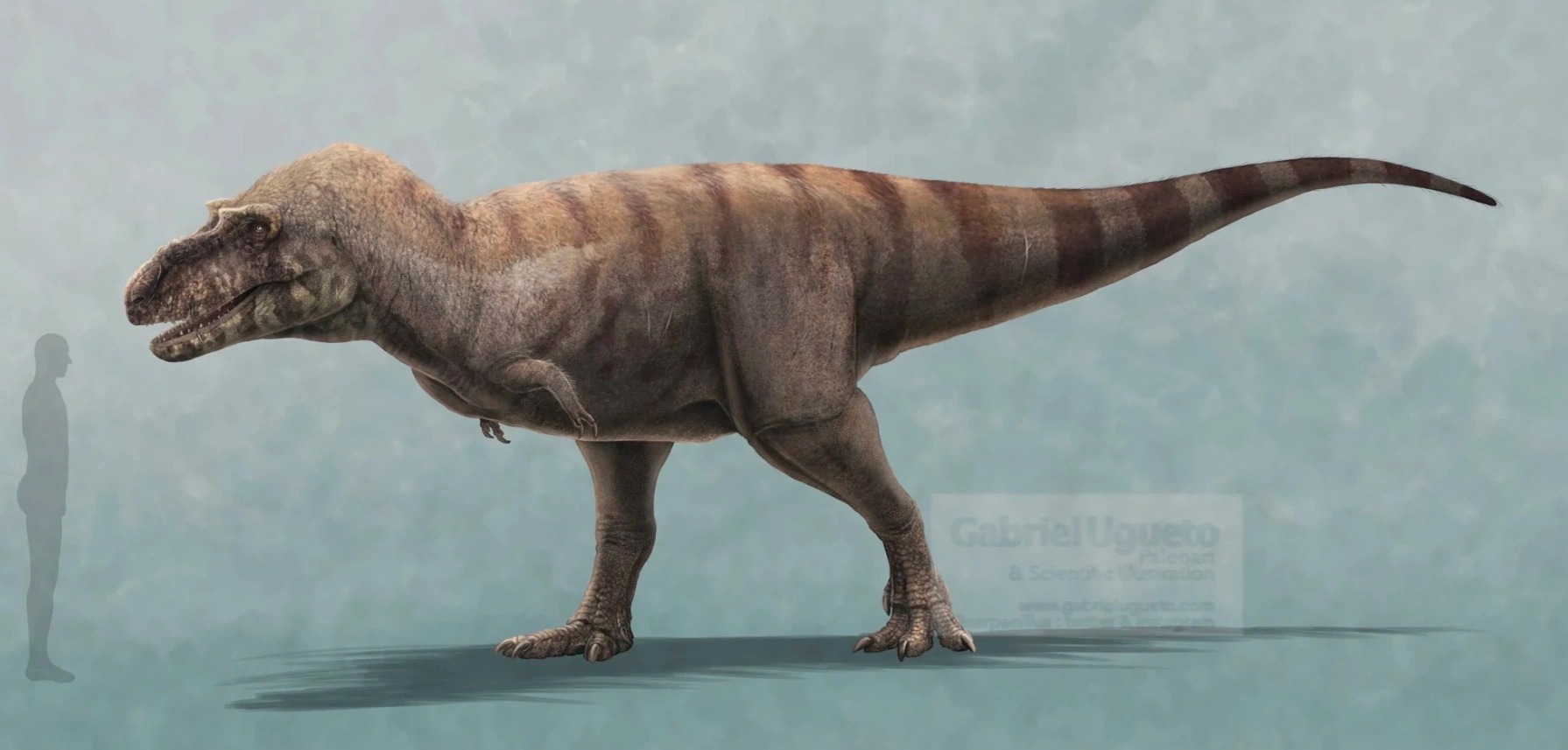 Albertosaurus sarcophagus