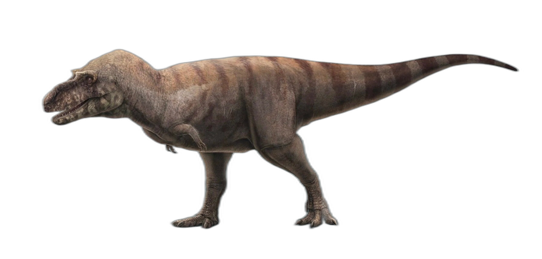 Albertosaurus sarcophagus