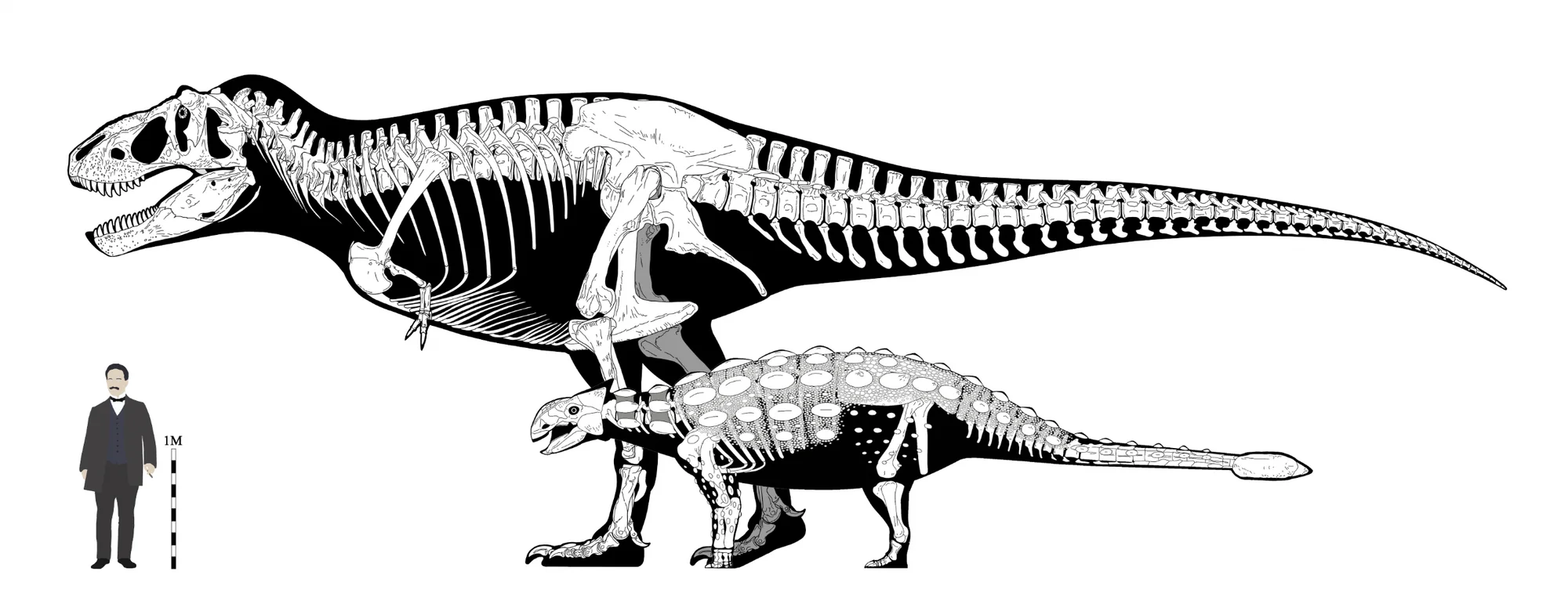 Detalhe da reconstituição de Ankylosaurus mostrando a cabeça blindada e osteodermes.