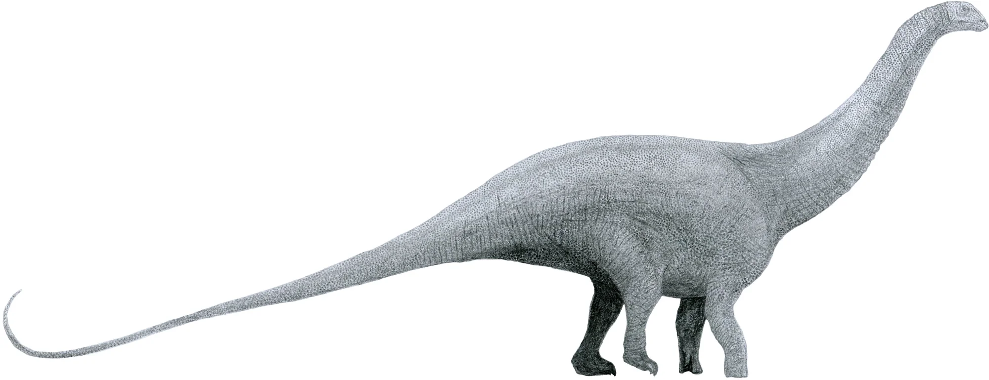 Brontosauro