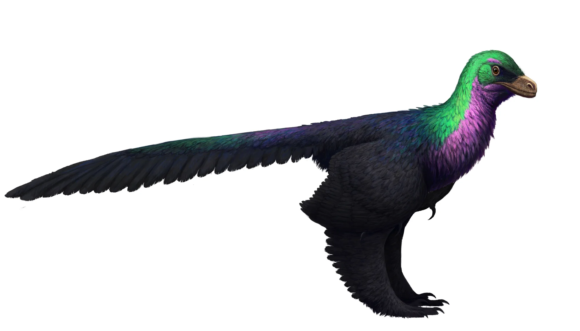 Caihong juji