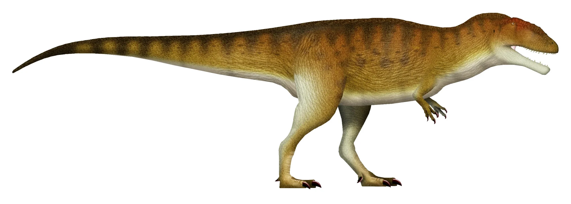 Carcharodontosauro