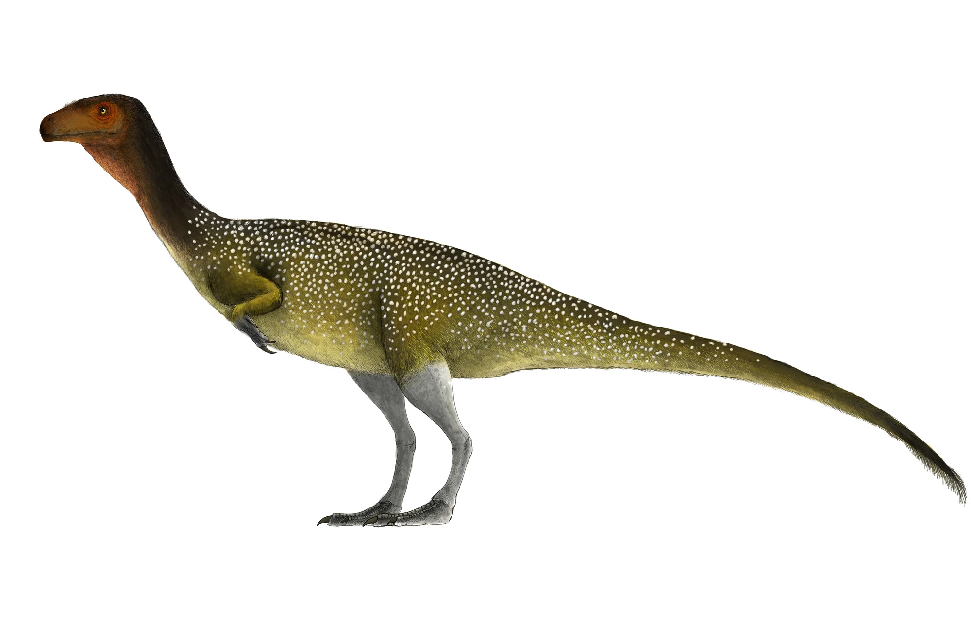 Chilesaurus diegosuarezi