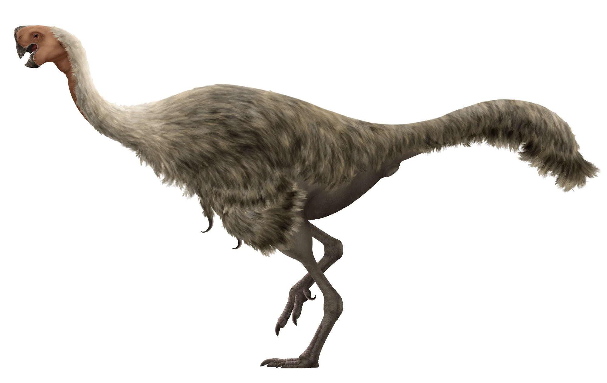 Citipati osmolskae