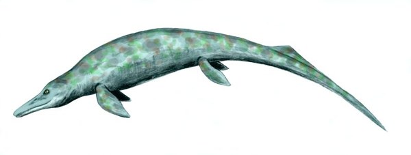 Cymbospondylus youngorum