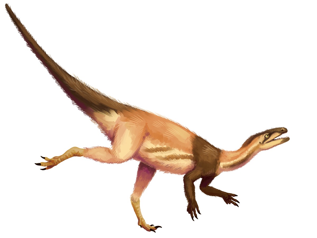 Reconstituição do Eoraptor lunensis em postura de alerta. O animal era bípede ágil, com membros anteriores pequenos e dentição mista compatível com onivoria.