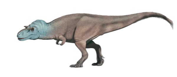 Gorgosaurus libratus
