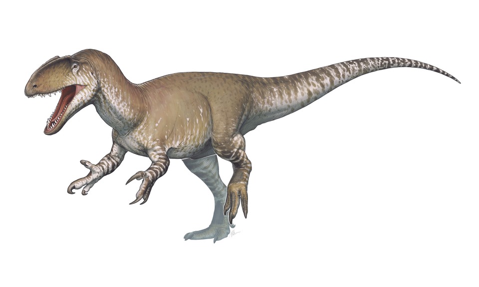 Neovenator salerii