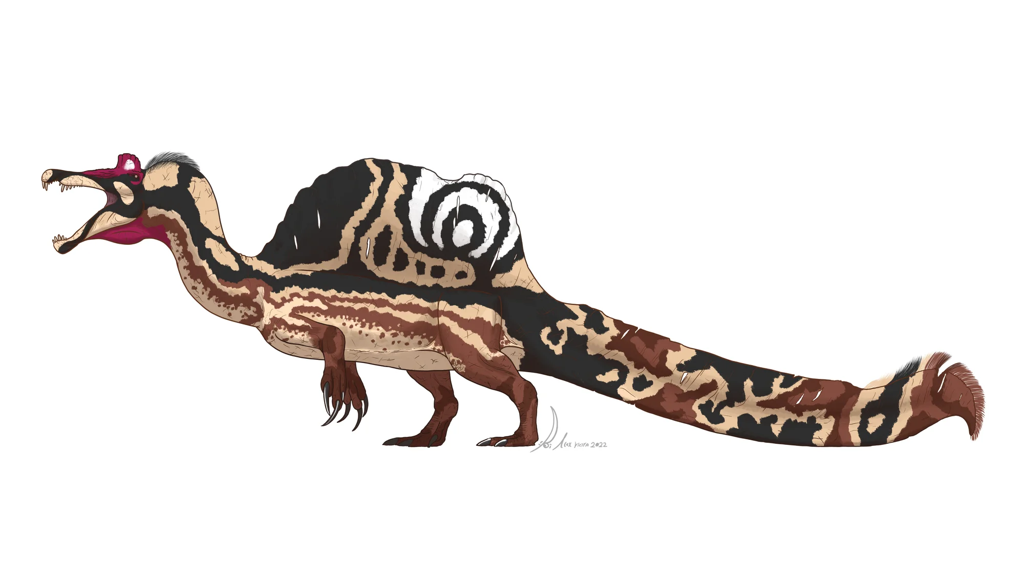 Oxalaia quilombensis