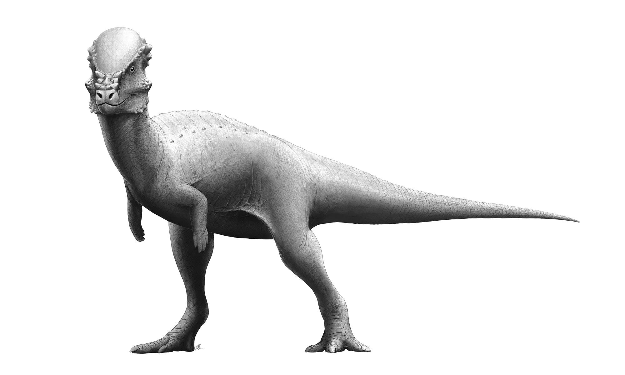 Pachycephalosauro
