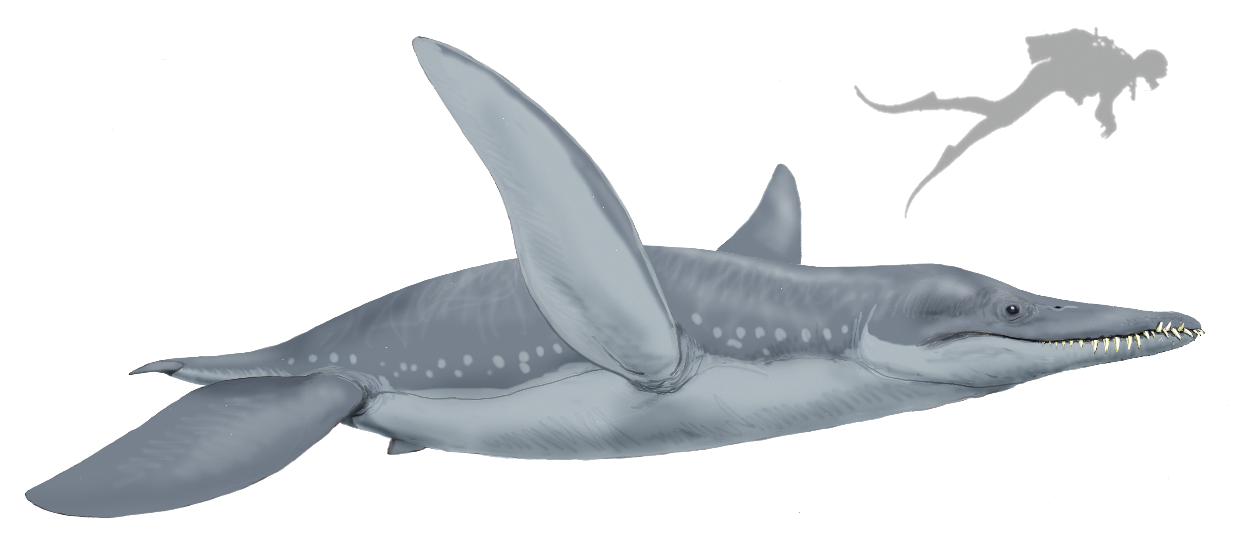 Pliosaurus funkei