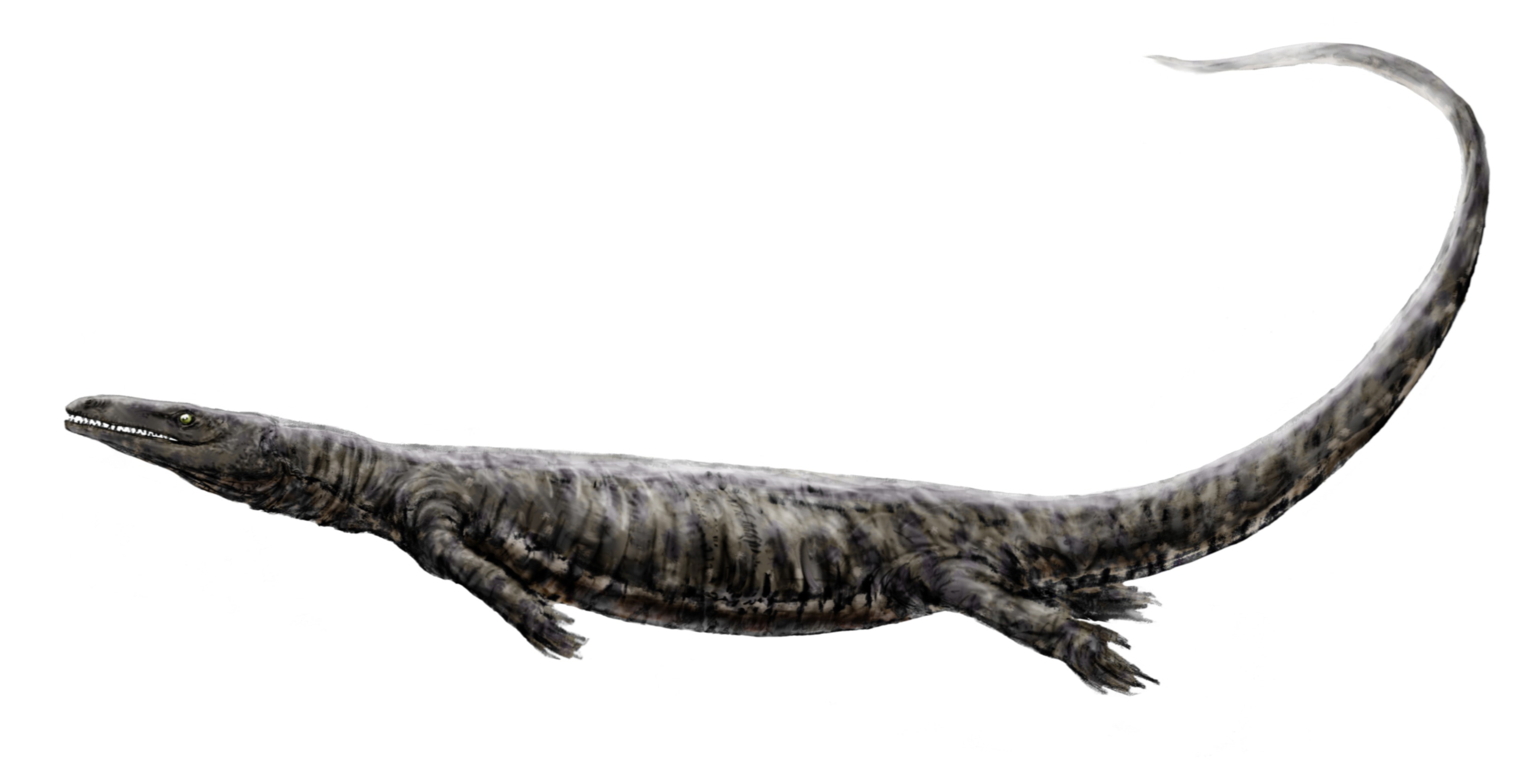 Prognathodonte