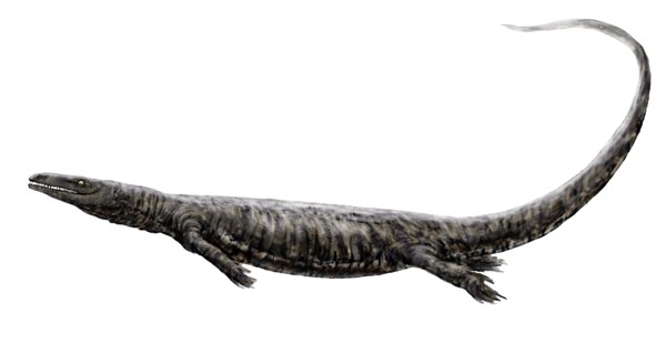 Prognathodon saturator