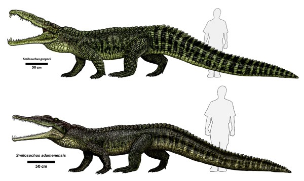 Smilosucho