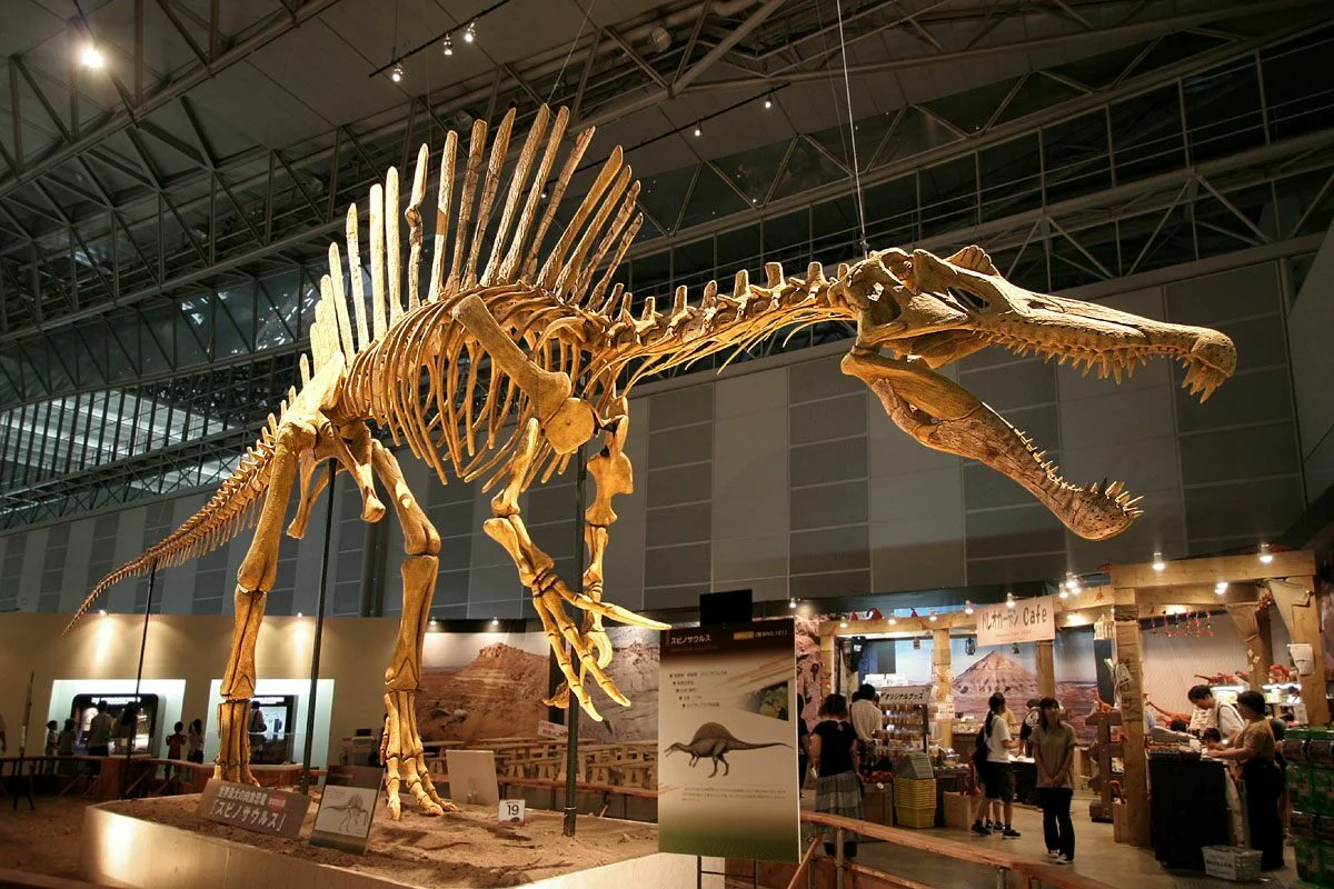 Modelo de Spinosaurus em exibição, representando a escala impressionante do maior terópode já registrado.