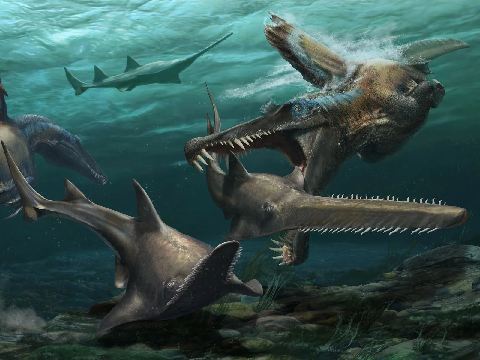 Dentes conicos de Spinosaurus, adaptados para capturar peixes escorregadios. A secao transversal circular e os estrios longitudinais são característicos de espinosaurideos.