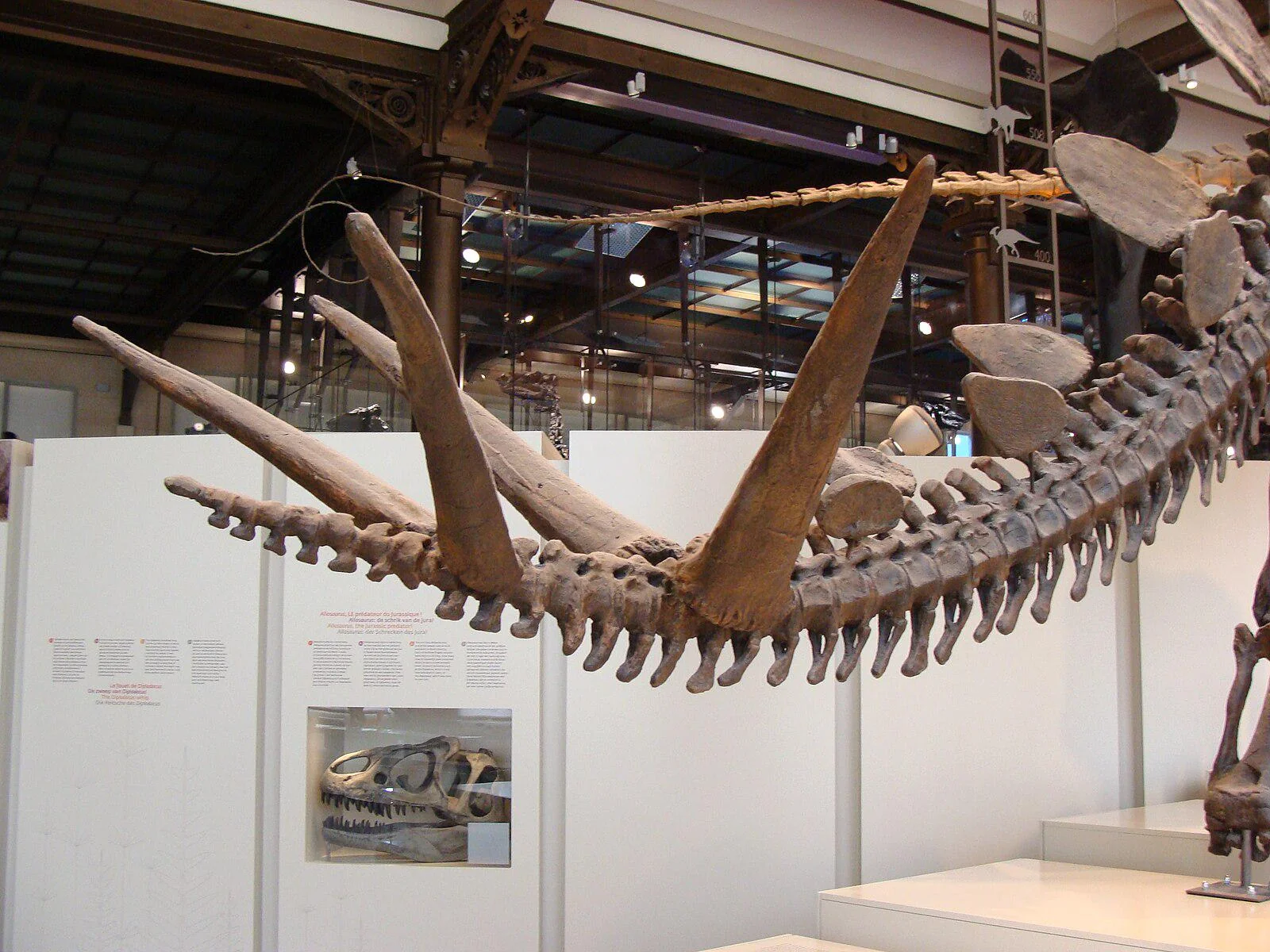 Esqueleto articulado de Stegosaurus com espinhos da cauda bem preservados, em exposição em museu europeu.