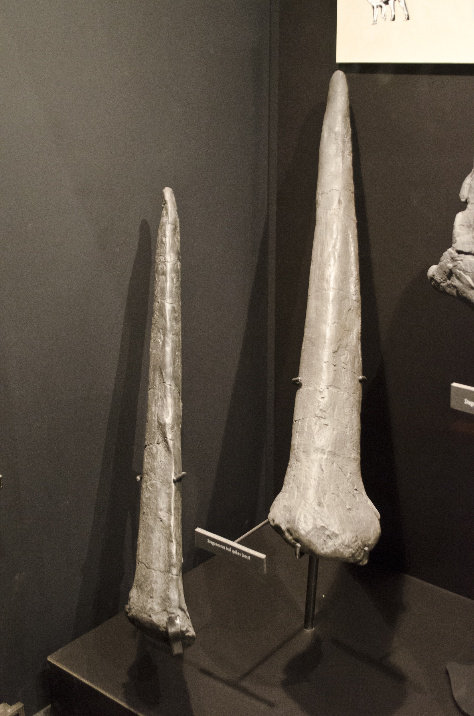 Dois espinhos da cauda (thagomizer) de Stegosaurus em exposição no Museum of the Rockies, Montana, EUA.