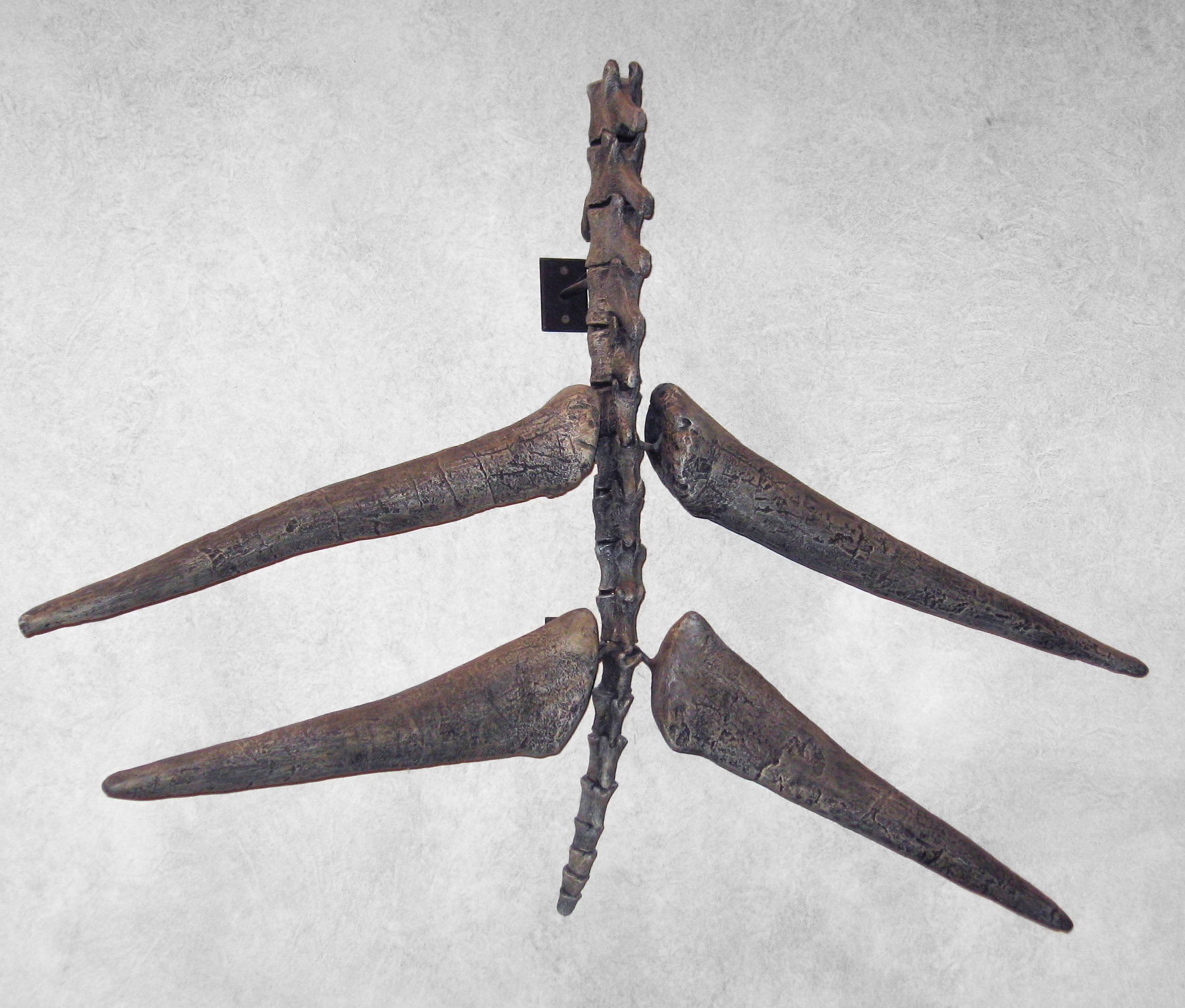 Conjunto de quatro espinhos caudais de Stegosaurus (thagomizer) exibidos sobre fundo branco, revelando a forma e tamanho reais dessas estruturas defensivas.