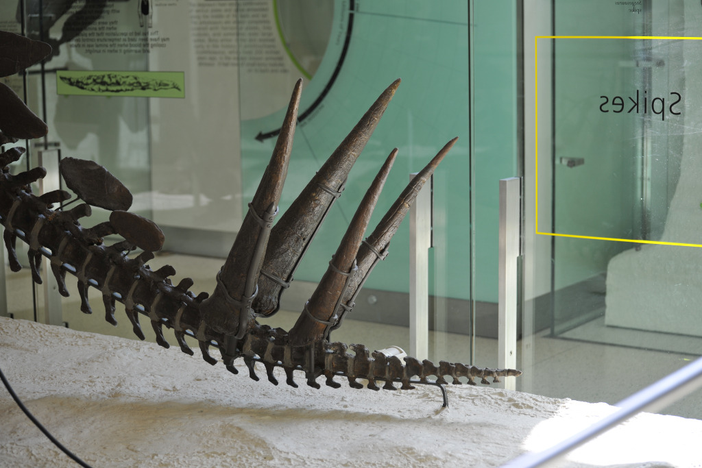 Espinhos caudais (thagomizer) de Stegosaurus em exposição museológica, mostrando os quatro espinhos articulados.
