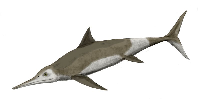 Temnodontosaurus platyodon