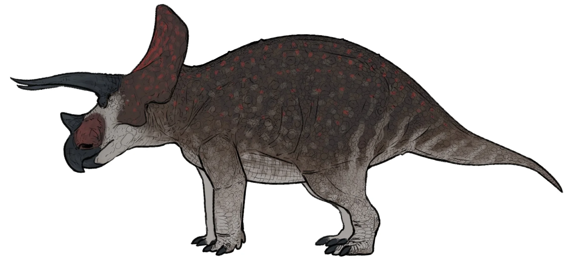 Triceratops horridus