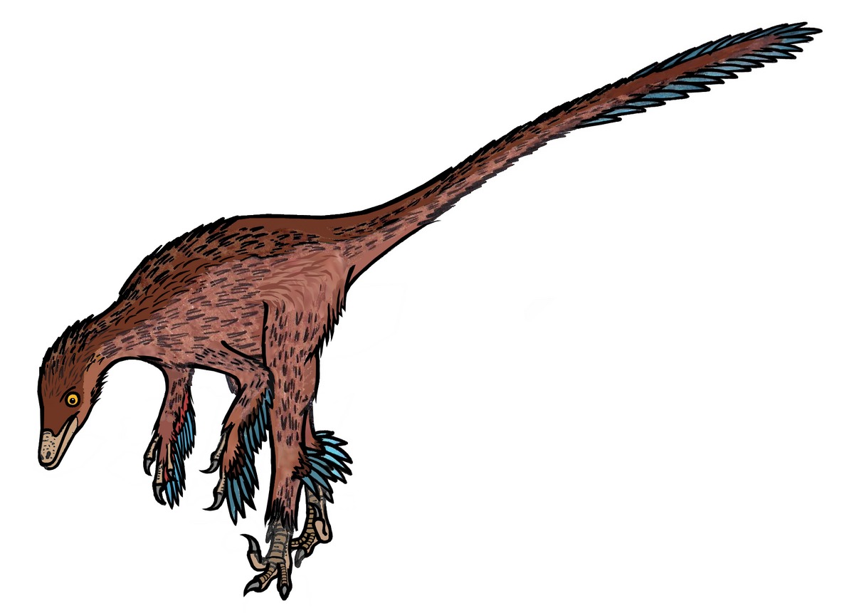 Troodonte
